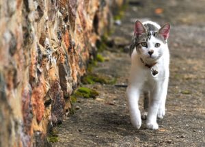 L’identification des chats : au-delà de l’obligation, une opportunité