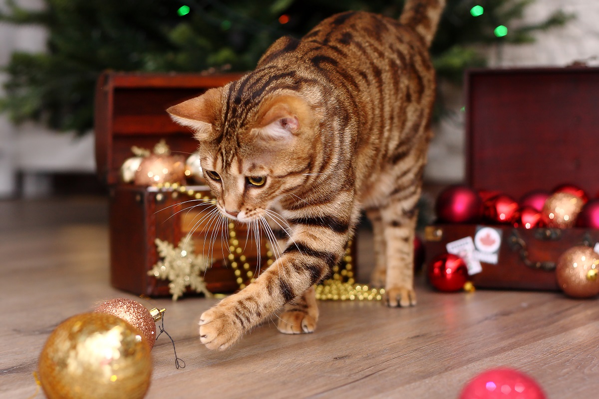 chat-noel-boules chat qui joue avec des boules de Noël