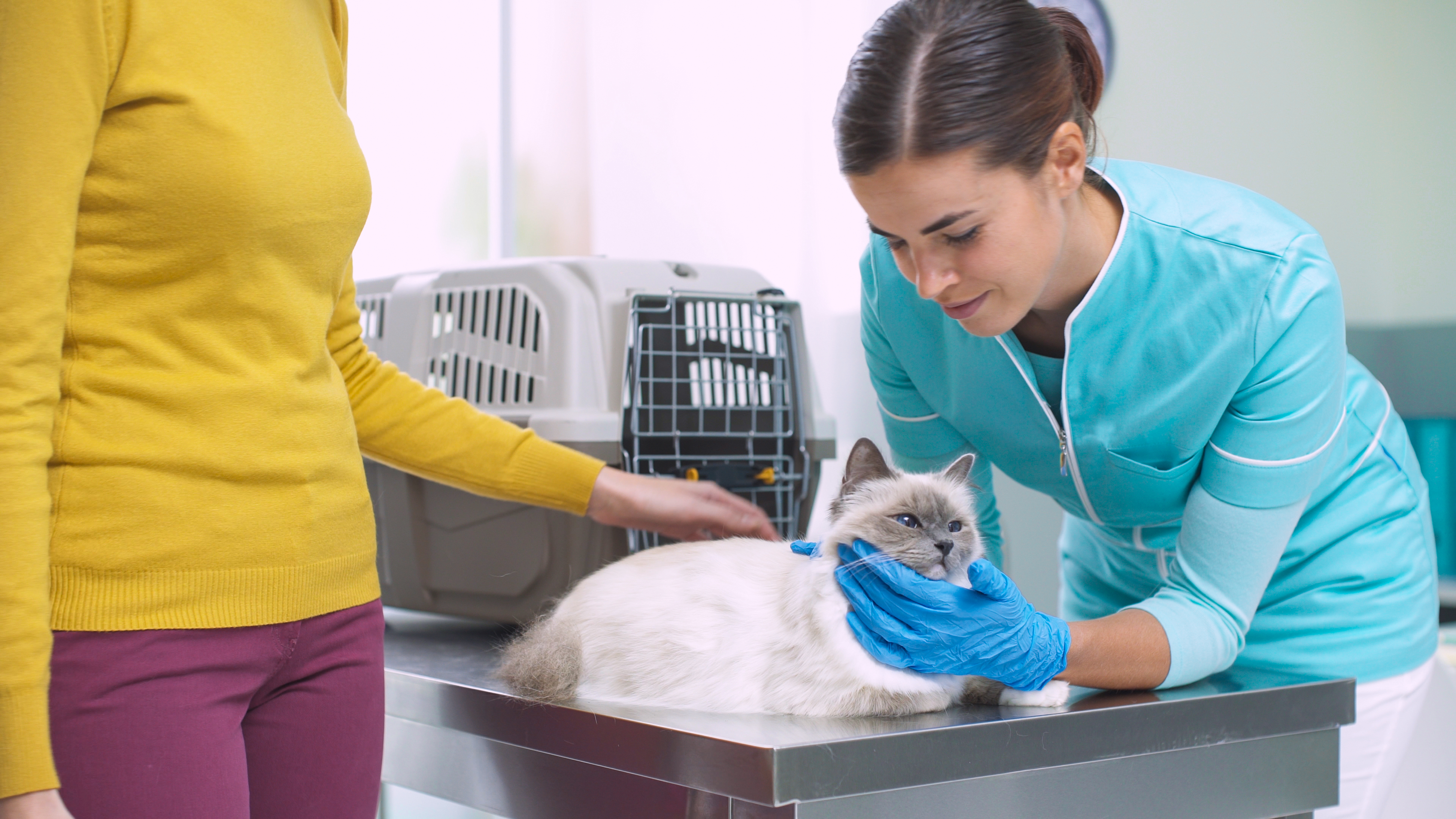 Les plans de santé : un véritable projet d’équipe pour se recentrer sur le soin à l’animal