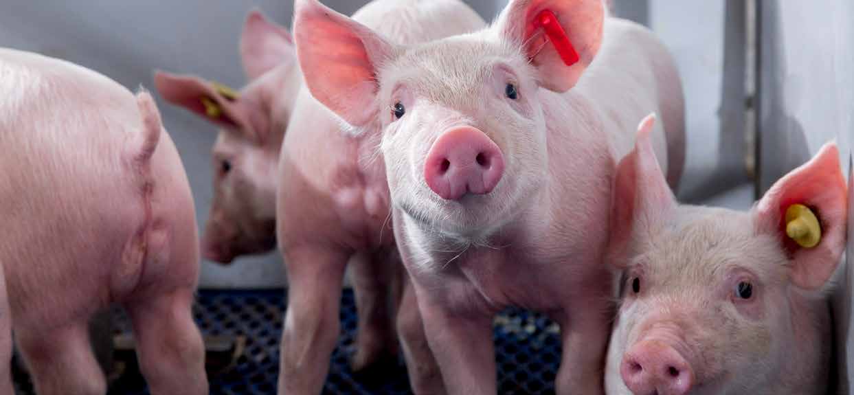 Le bien-être animal dans la filière porcine