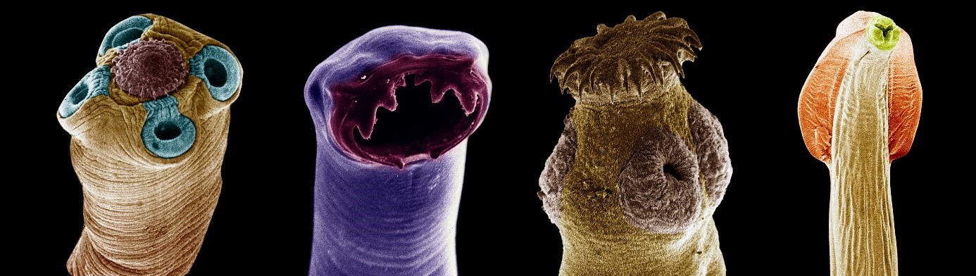 La prévalence des parasites chez le chat