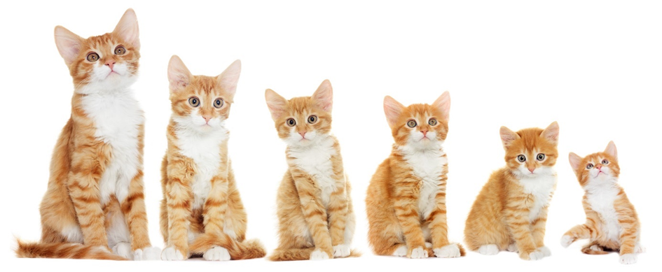 Du chaton au chat senior : vers une médecine préventive individualisée