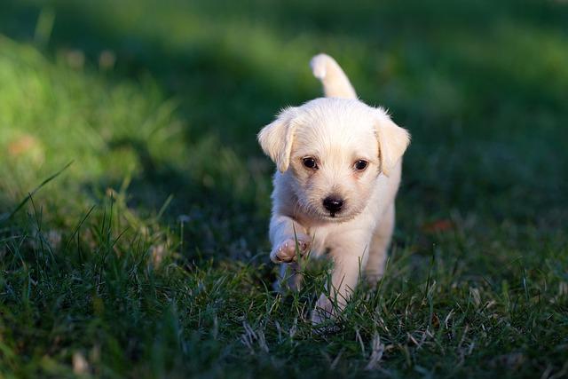 Êtes-vous incollable sur la babésiose canine ?