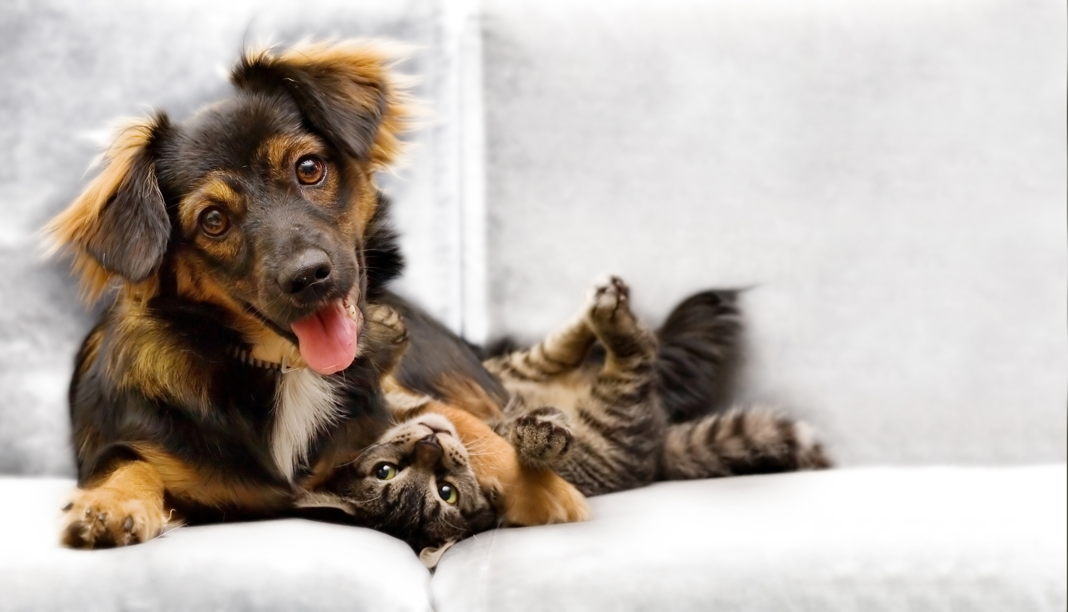 MSD Santé Animale et SantéVet s’associent pour éditer le premier guide exhaustif des vaccins canins et félins disponibles en France