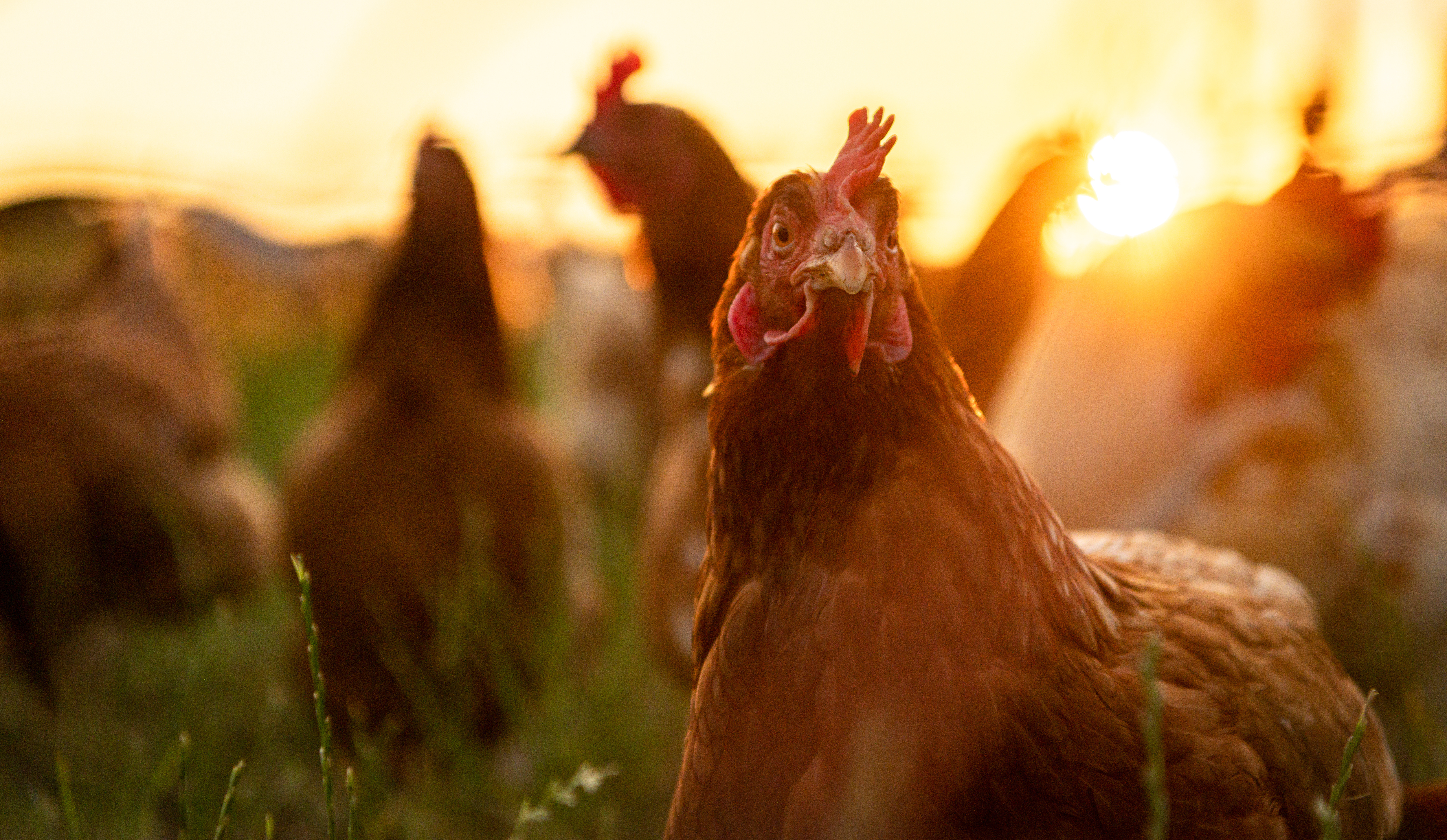 Exzolt® est le premier médicament vétérinaire dont l’AMM précise, dans ses propriétés, la notion « d’amélioration du bien-être animal » reconnue par les autorités réglementaires européennes