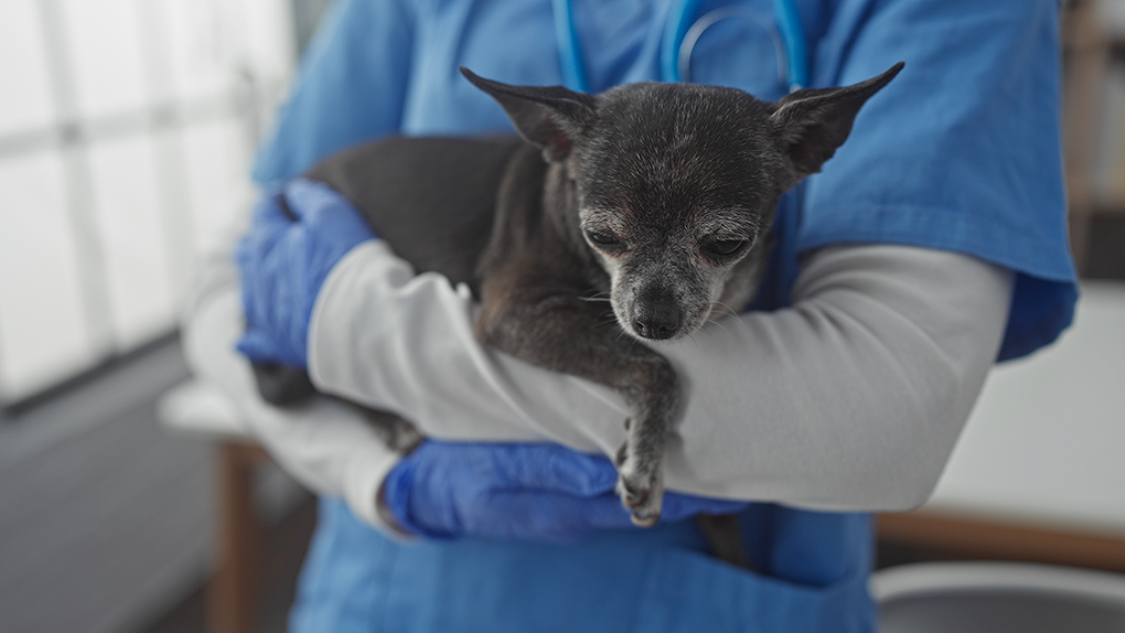 Pourquoi et comment réaliser une consultation gériatrique ?