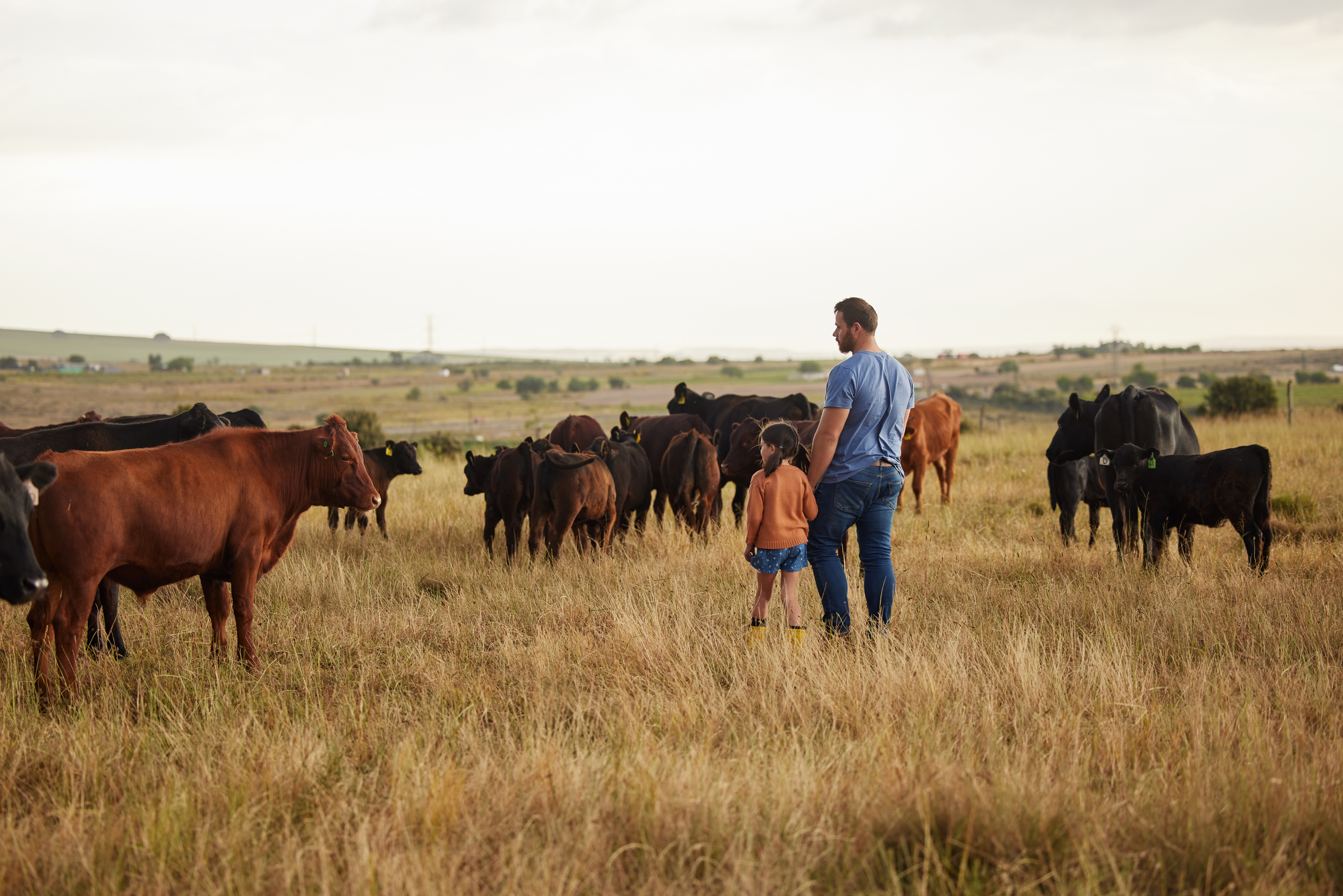 Homme et enfant avec des vaches dans un champ rural Homme et enfant debout dans un champ avec un troupeau de vaches
