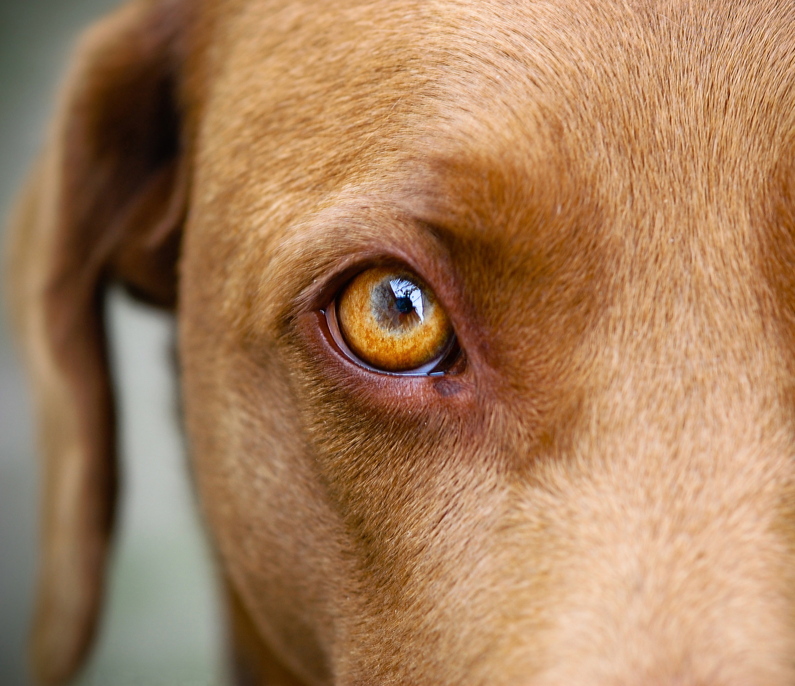 Gros plan des yeux de chien Gros plan des yeux de chien