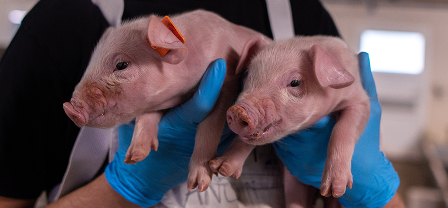 Personne tenant des porcelets à la ferme Personne portant des gants bleus tenant doucement deux porcelets rose clair dans une ferme.