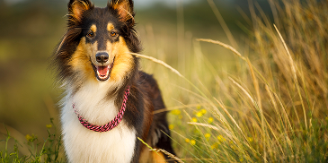 L’ Agence Européenne du Médicament approuve une nouvelle formulation au sein de la gamme BRAVECTO® (fluralaner): BRAVECTO® injectable pour chiens