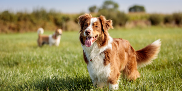 Bravecto® injectable est disponible en France