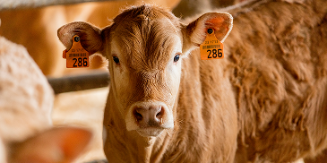 L’Agence européenne du médicament approuve l’indication élargie de BOVILIS® ROTAVEC® CORONA à une administration sous-cutanée