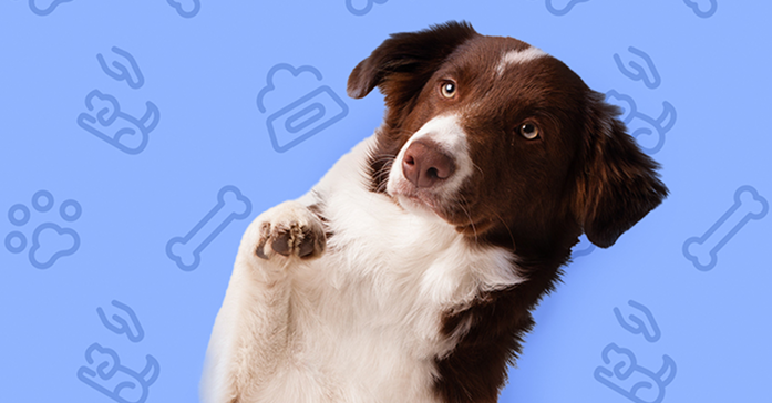 Chien sur fond bleu Chien marron et blanc levant une patte sur fond bleu avec des icônes d'animaux de compagnie.