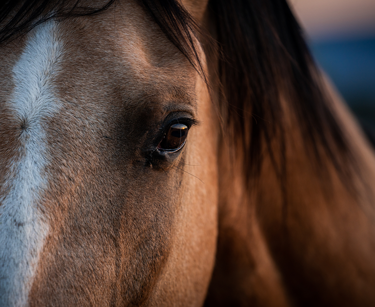 Gros plan des yeux de cheval