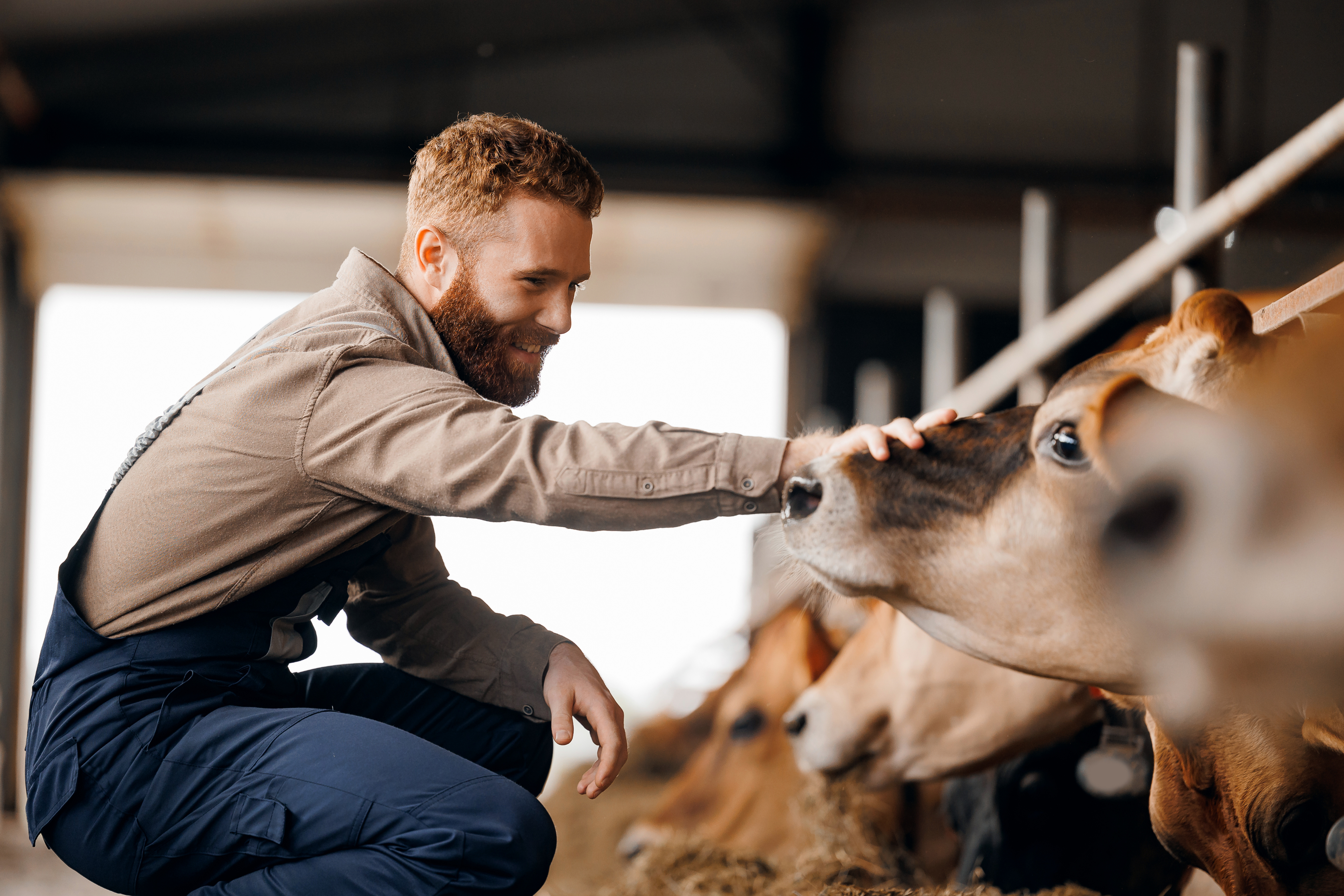 Fermier caressant une vache dans une étable laitière.