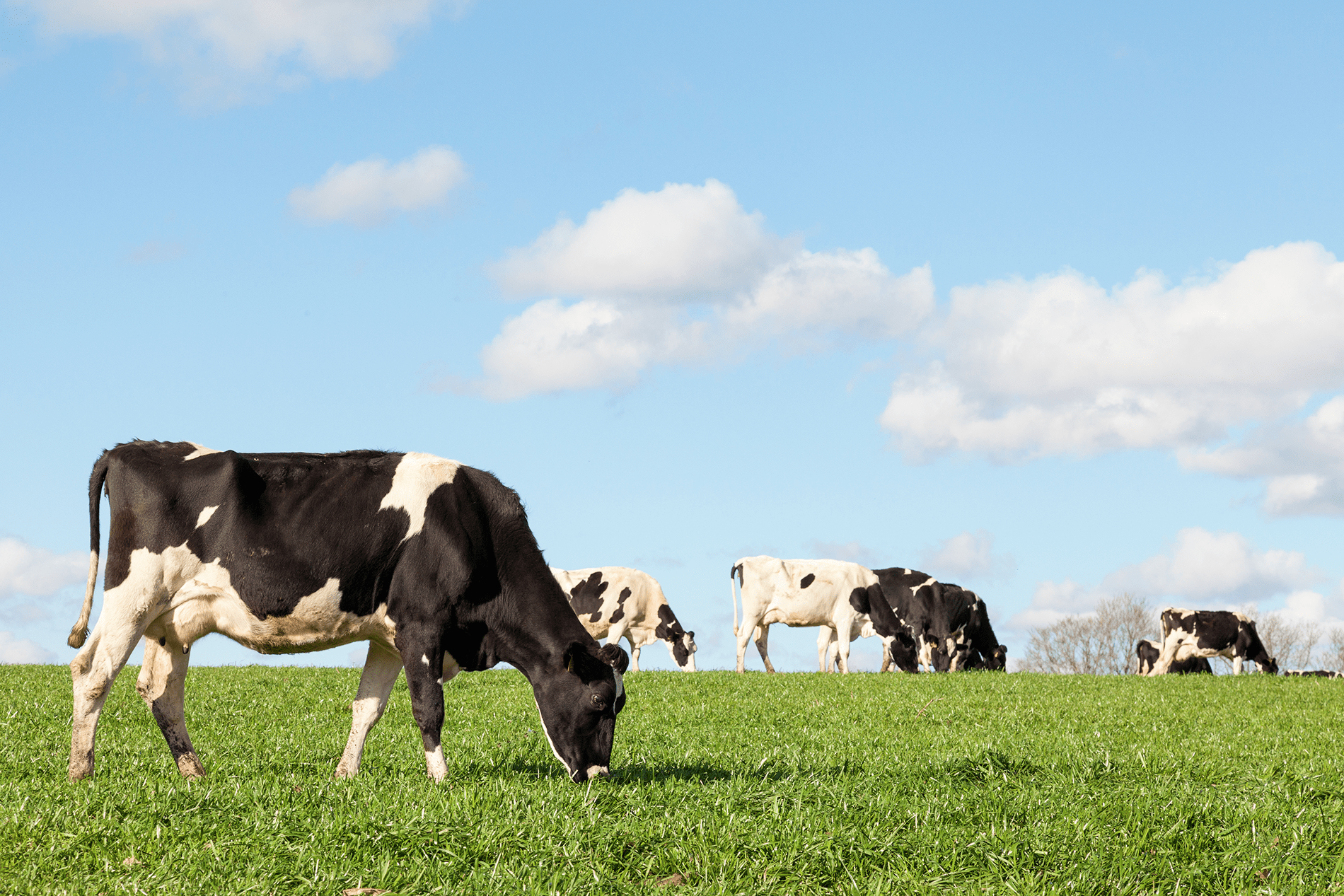 Troupeau de vaches laitières noires et blanches paissant dans une prairie verdoyante sous un ciel bleu nuageux.