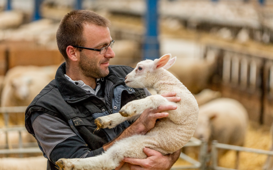 Soin et manipulation d’un agneau en élevage ovin Un éleveur ou vétérinaire rurale porte un jeune agneau blanc dans ses bras à l'intérieur d'une bergerie.