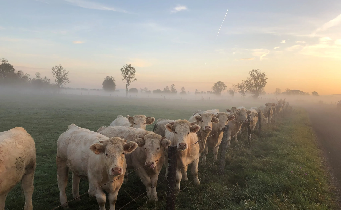 Troupeau de bovins au pâturage à l’aube Un troupeau de vaches charolaises blanches dans un champ brumeux au lever du soleil, alignées le long d'une clôture.