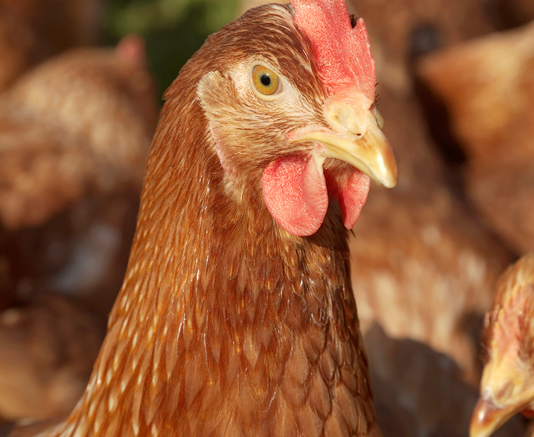 Gros plan d'un poulet brun avec un peigne et des caroncules rouges, un œil brillant au point, avec des poulets flous sur fond ensoleillé.