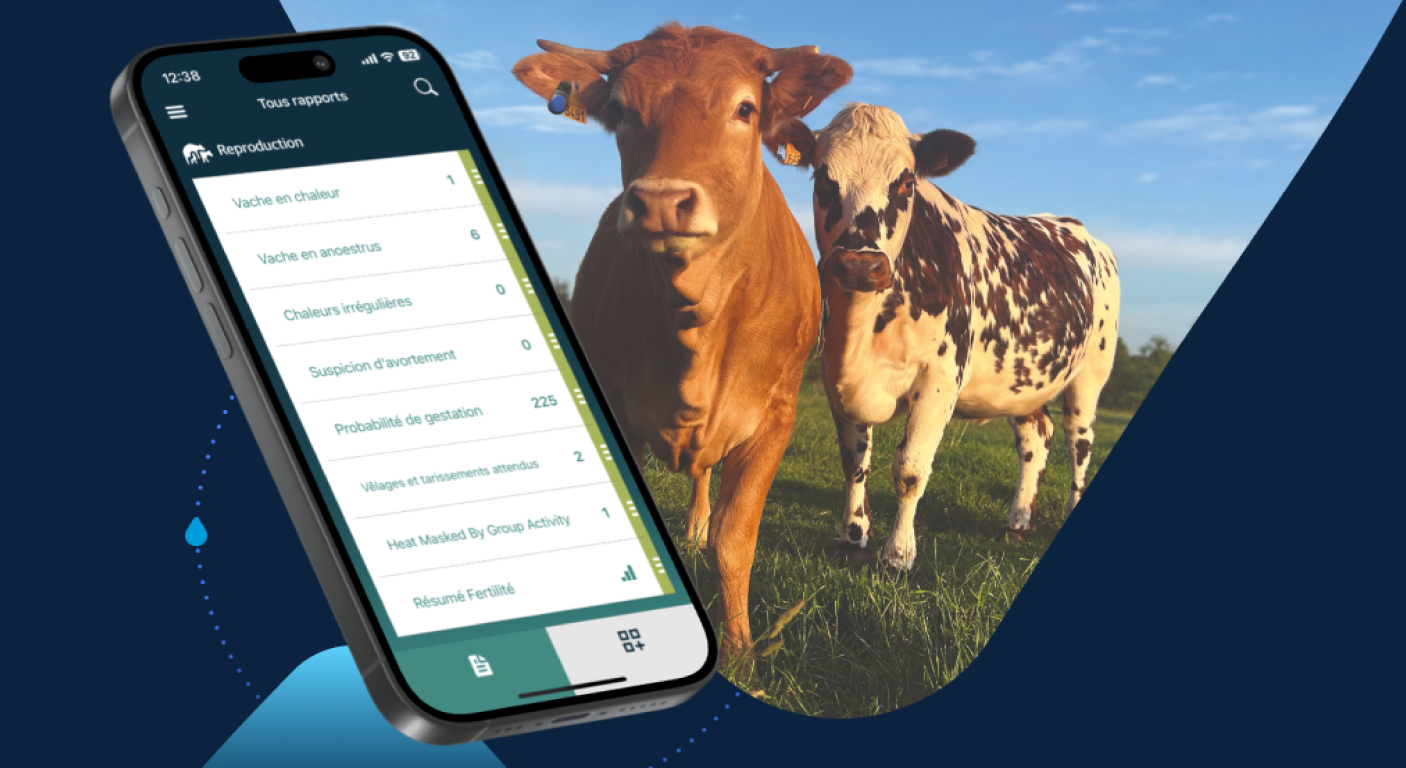 Suivi de la reproduction bovine via l’application SenseHub Un smartphone affiche des rapports de reproduction animale à côté de deux vaches dans un pâturage sous un ciel bleu.