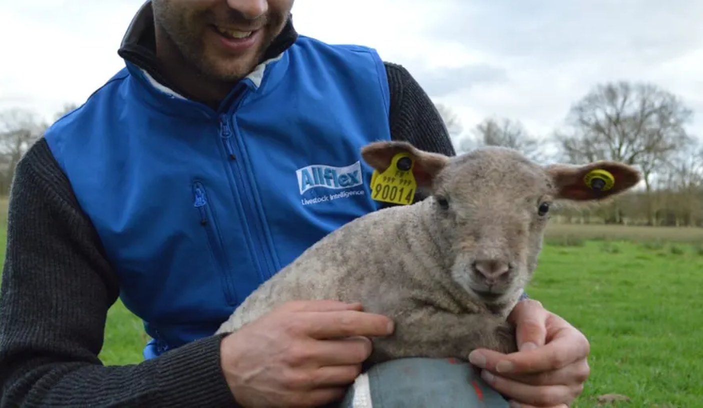 Consultation et examen clinique canin Une vétérinaire examine un chien de race Rhodesian Ridgeback sur une table de consultation en bois dans un cabinet vétérinaire.