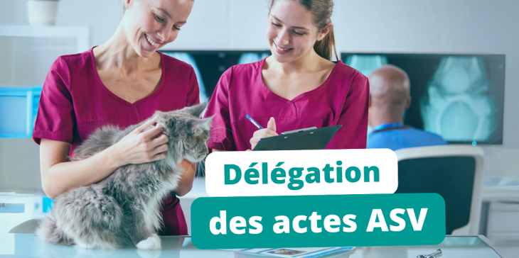 Délégation des actes vétérinaires aux ASV : quels changements concrets pour les cliniques?