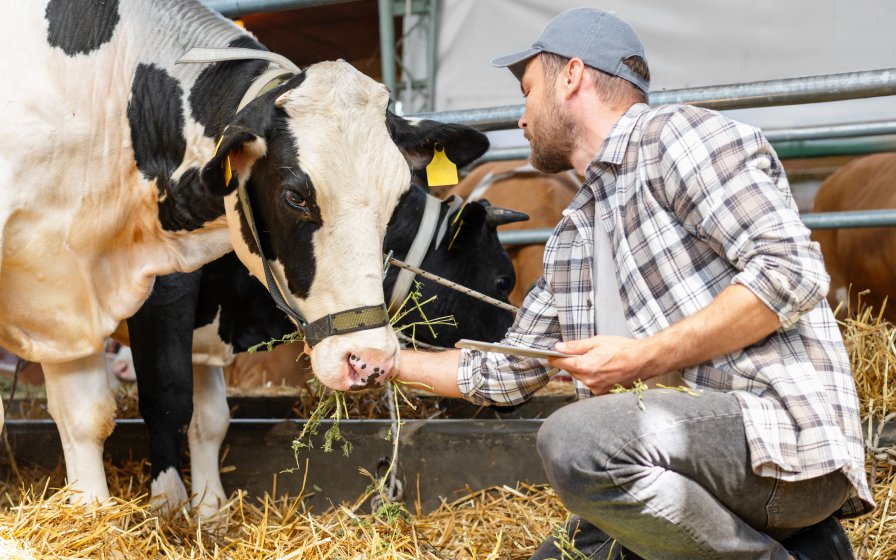 Un éleveur à genoux dans une étable utilise une tablette numérique tout en surveillant une vache laitière qui mange du fourrage.