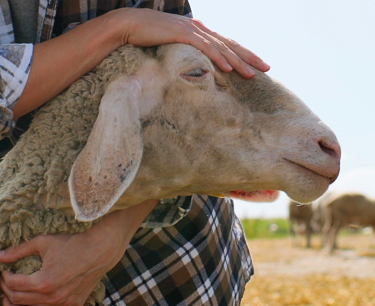 Personne tenant doucement et caressant la tête d’un mouton avec les deux mains dans un cadre rural ensoleillé.