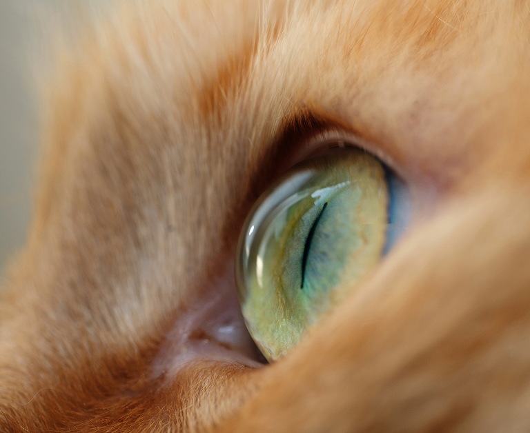 Gros plan sur l’œil d’un chat Gros plan extrême de l’œil vert et du pelage d’un chat.