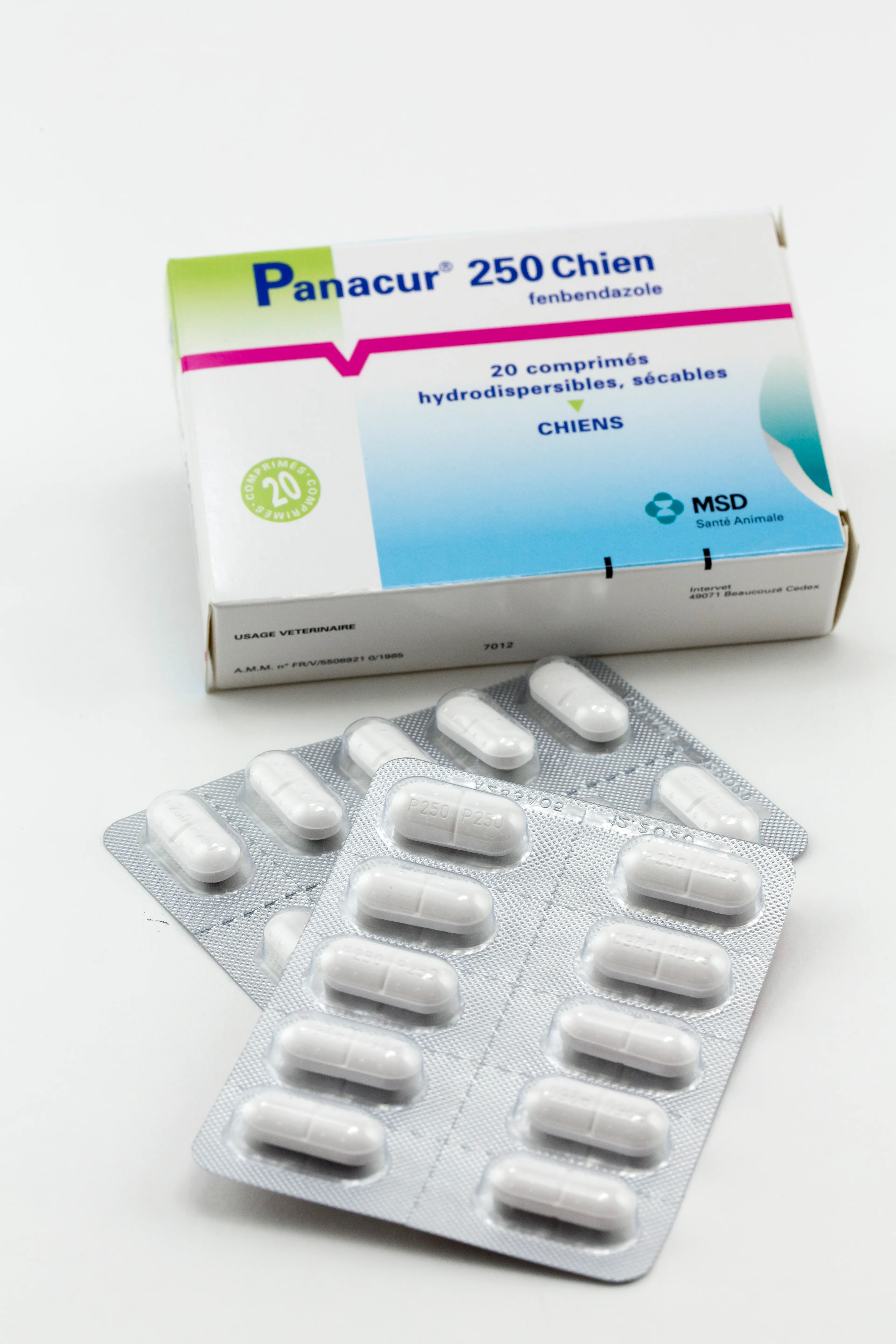 Boîte et plaquettes de Panacur 250 Chien, comprimés hydrodispersibles et sécables au fenbendazole MSD Santé Animale