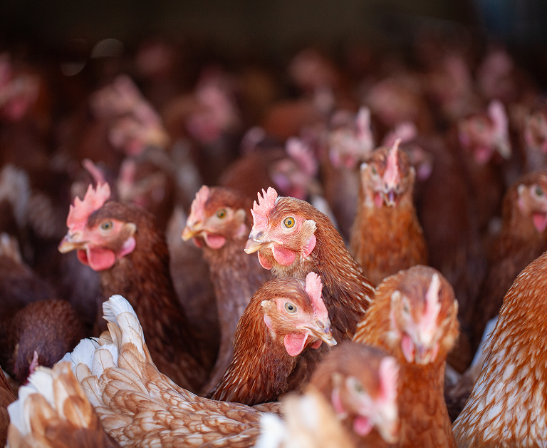 Un groupe dense de poules brunes aux crêtes rouges dans une ferme.
