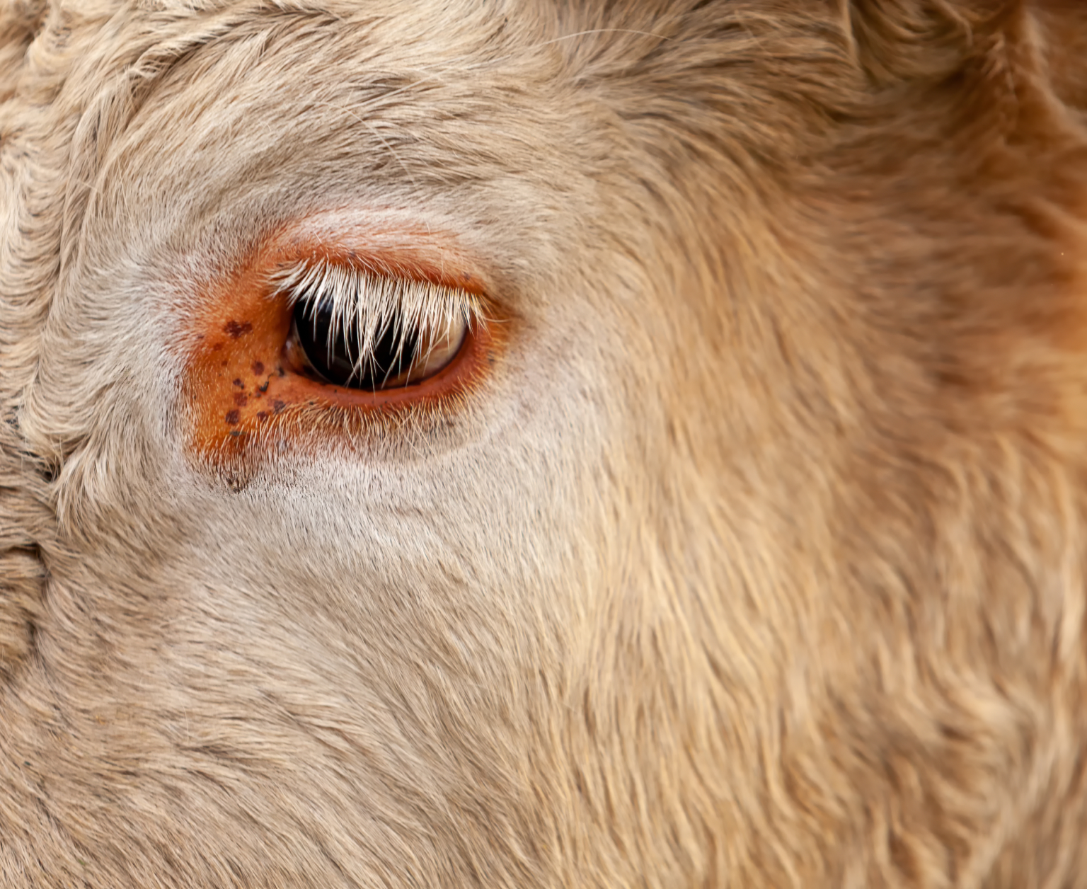 Détail de l’œil d’un bovin en élevage Gros plan sur l'œil d'une vache à la robe claire, montrant les détails des cils et du contour de l'œil.
