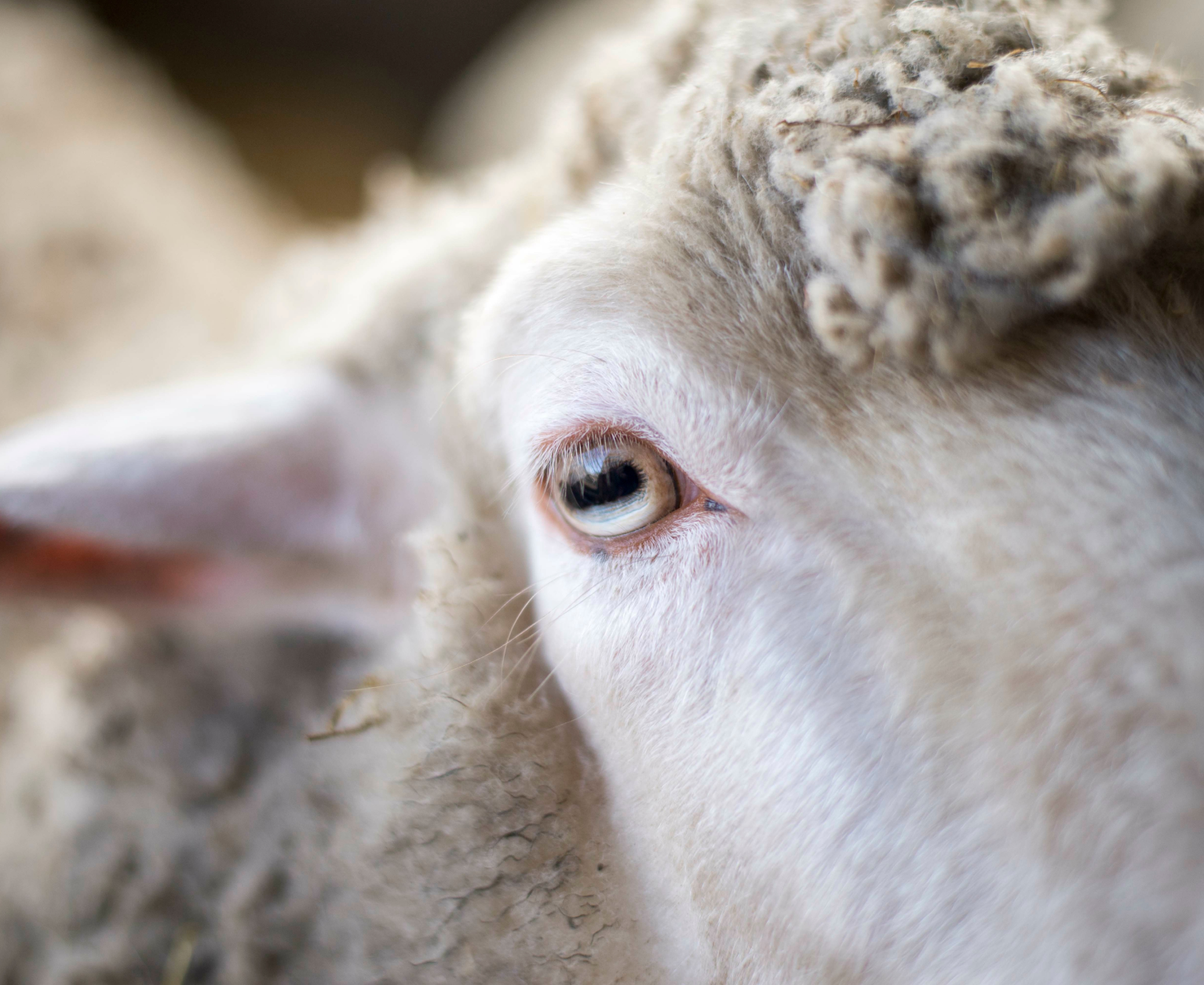 Détail de l’œil d’un mouton en bergerie Gros plan sur l'œil d'un mouton à la laine épaisse, montrant la pupille horizontale caractéristique des ovins.