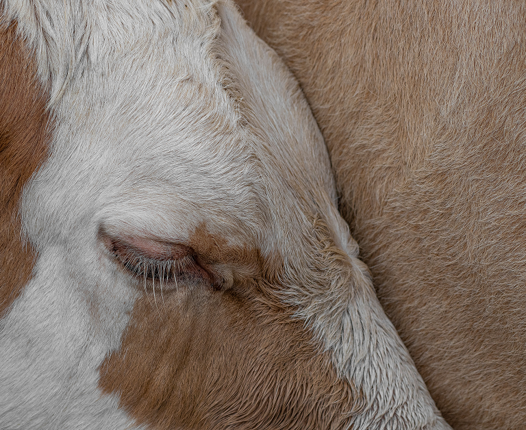 Gros plan d'une vache posant sa tête contre une autre vache, les yeux fermés et la fourrure blanche et brune visible.