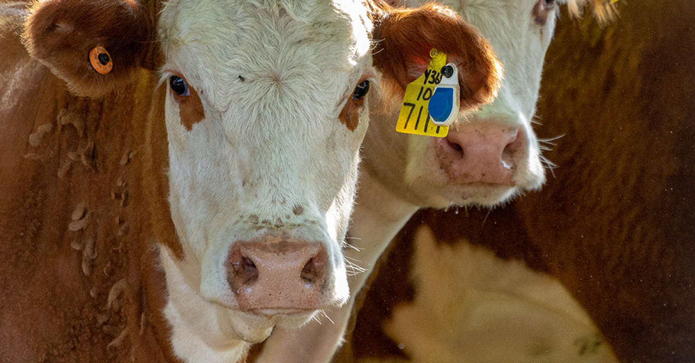Gros plan sur deux vaches brunes et blanches portant des boucles d'oreilles d'identification et de monitoring électroniques.