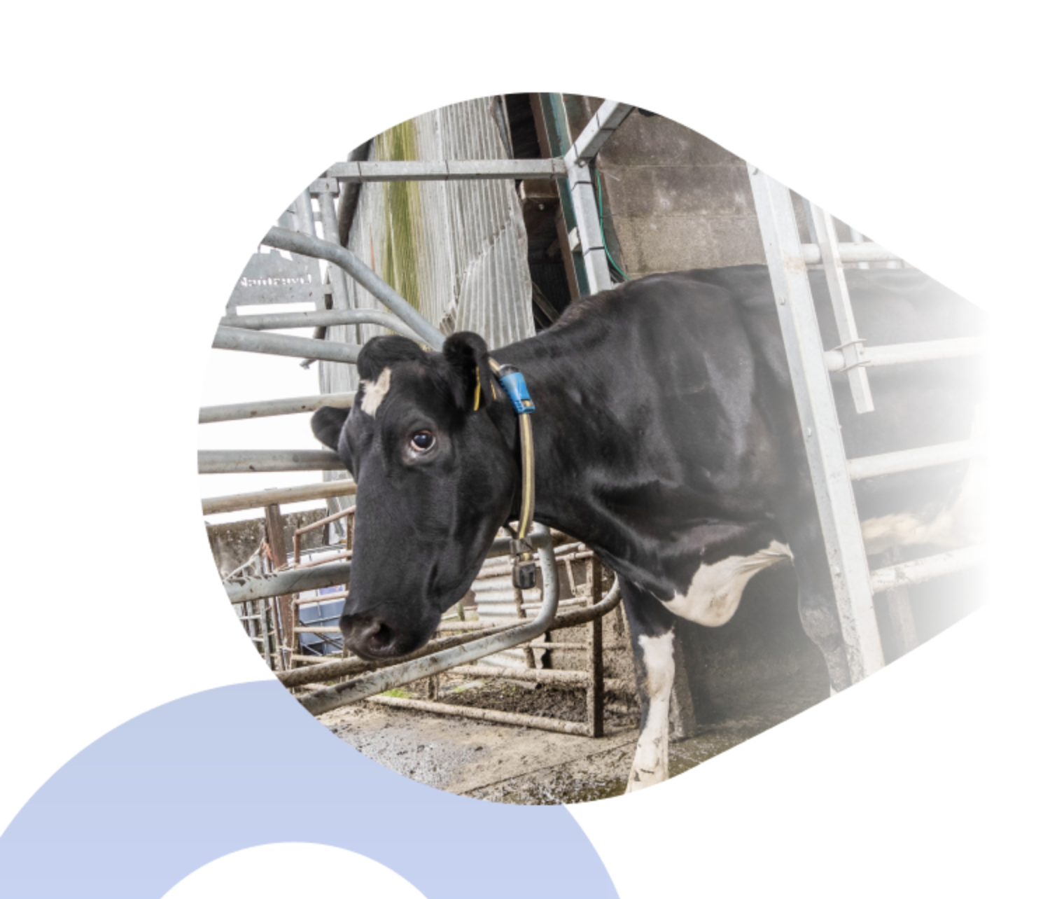 Vache équipée d’un collier SenseHub dans un bâtiment d’élevage