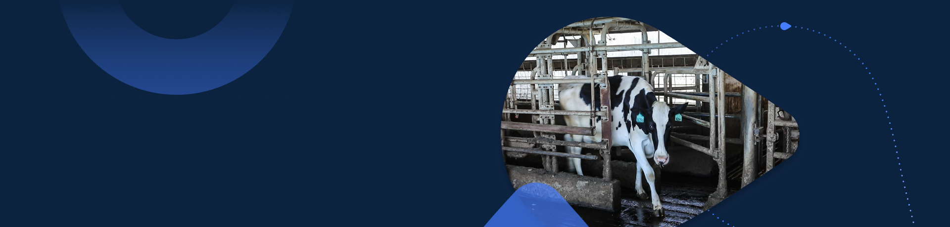 Vache en bâtiment d’élevage Vache laitière circulant dans un bâtiment d’élevage