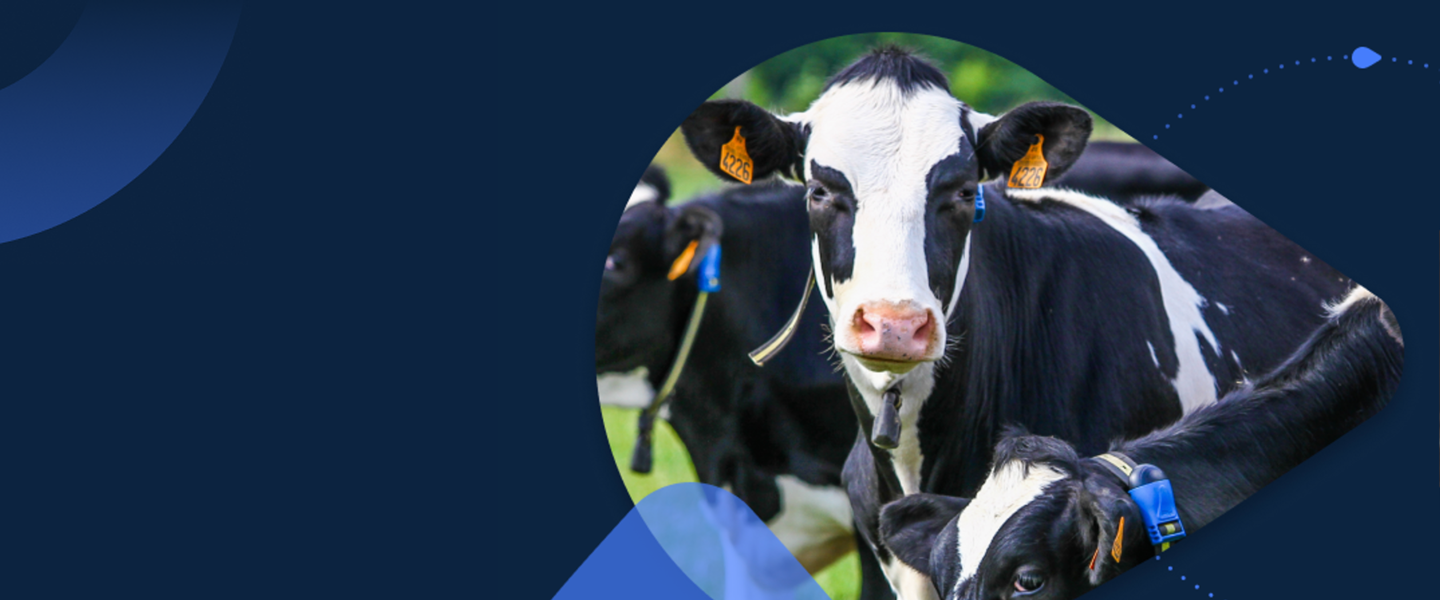Vaches équipées de colliers de suivi Vaches laitières équipées de colliers de suivi dans un pâturage