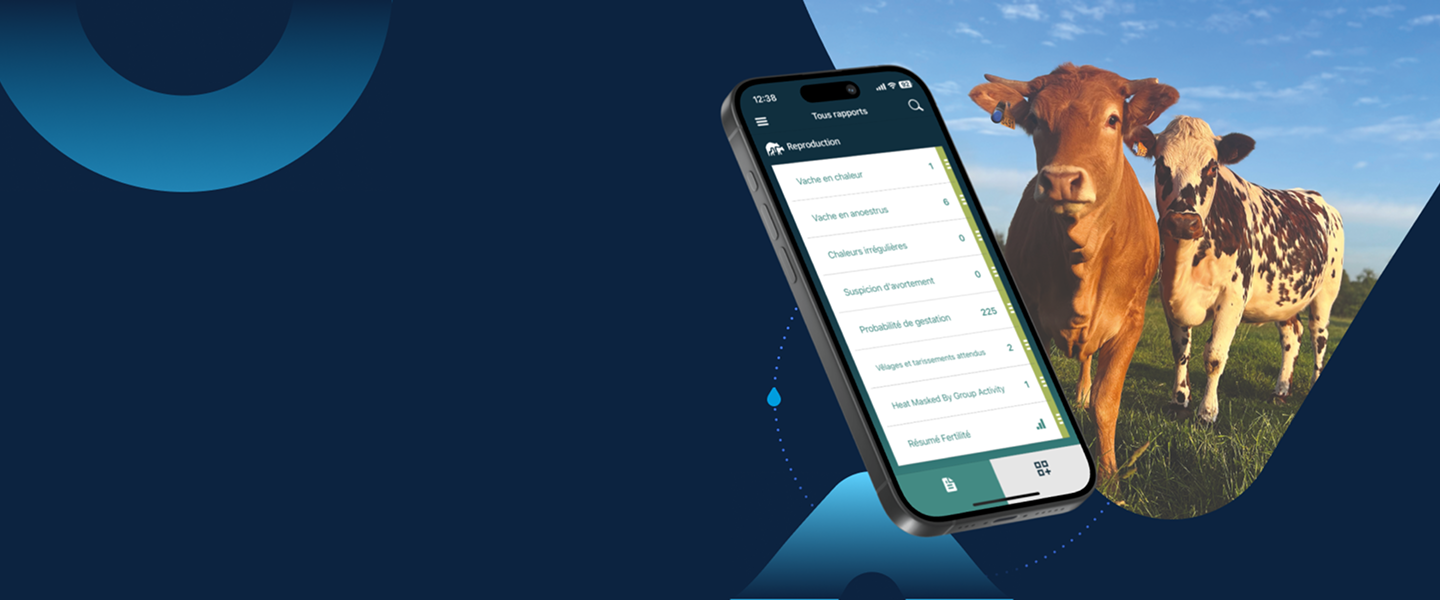 SenseHub sur mobile pour l’élevage bovin Application SenseHub affichée sur smartphone avec des bovins au pâturage