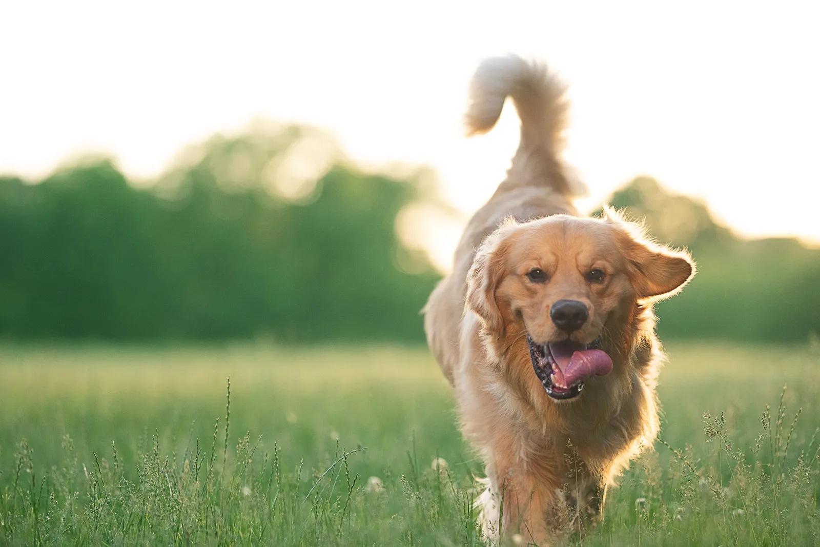 Hund im Feld mit herausgestreckter Zunge Ein Hund steht im Feld und streckt fröhlich die Zunge heraus