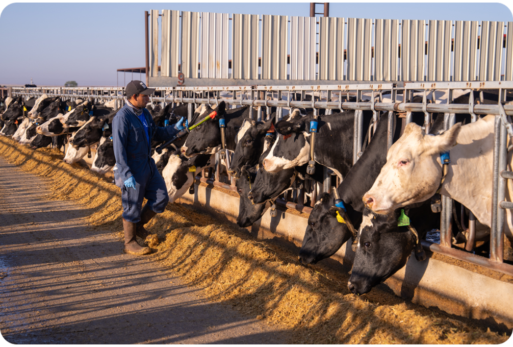 Un travailleur agricole inspectant des vaches laitières alignées dans une étable extérieure.