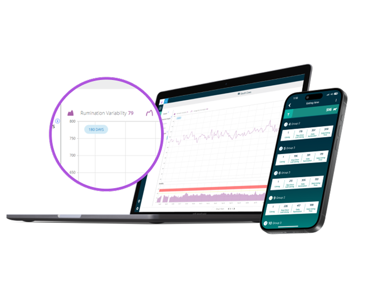 Ordinateur portable et smartphone affichant des graphiques d'analyse de rumination et de données d'élevage.
