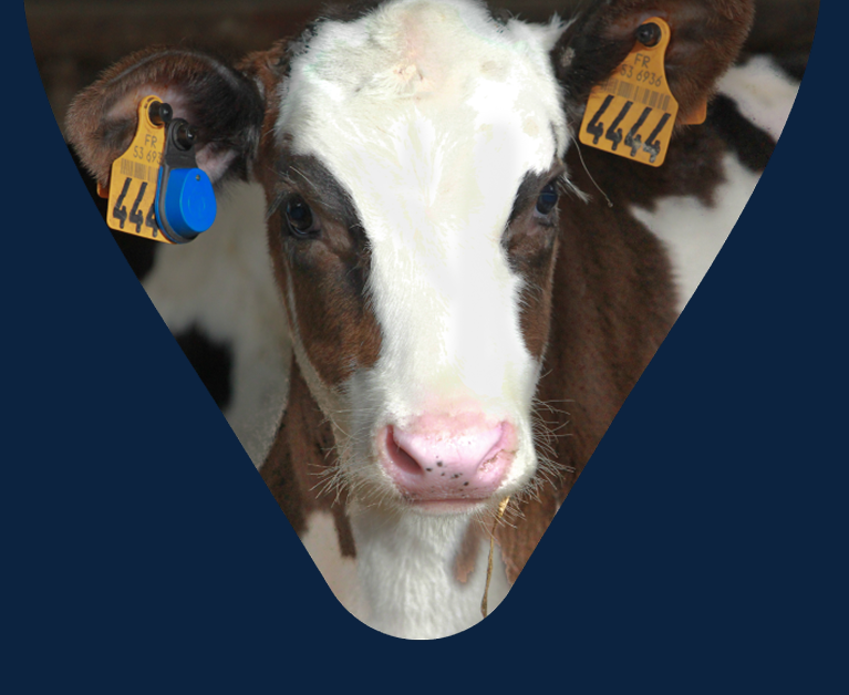 Gros plan d'un veau avec des étiquettes d'identification jaunes aux oreilles.