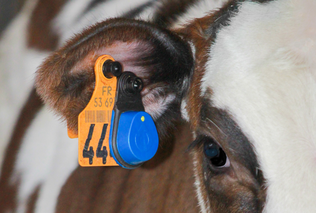 Gros plan d'une oreille de vache avec une étiquette d'identification orange et un capteur électronique bleu.