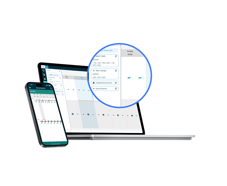 Ordinateur portable et smartphone affichant un calendrier de planification et de tri pour la gestion du bétail.