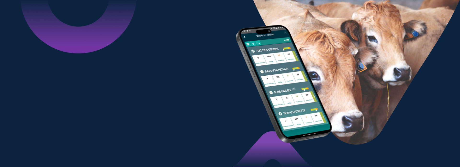 SenseHub sur mobile pour l’élevage bovin Application SenseHub affichée sur smartphone avec des bovins en arrière-plan