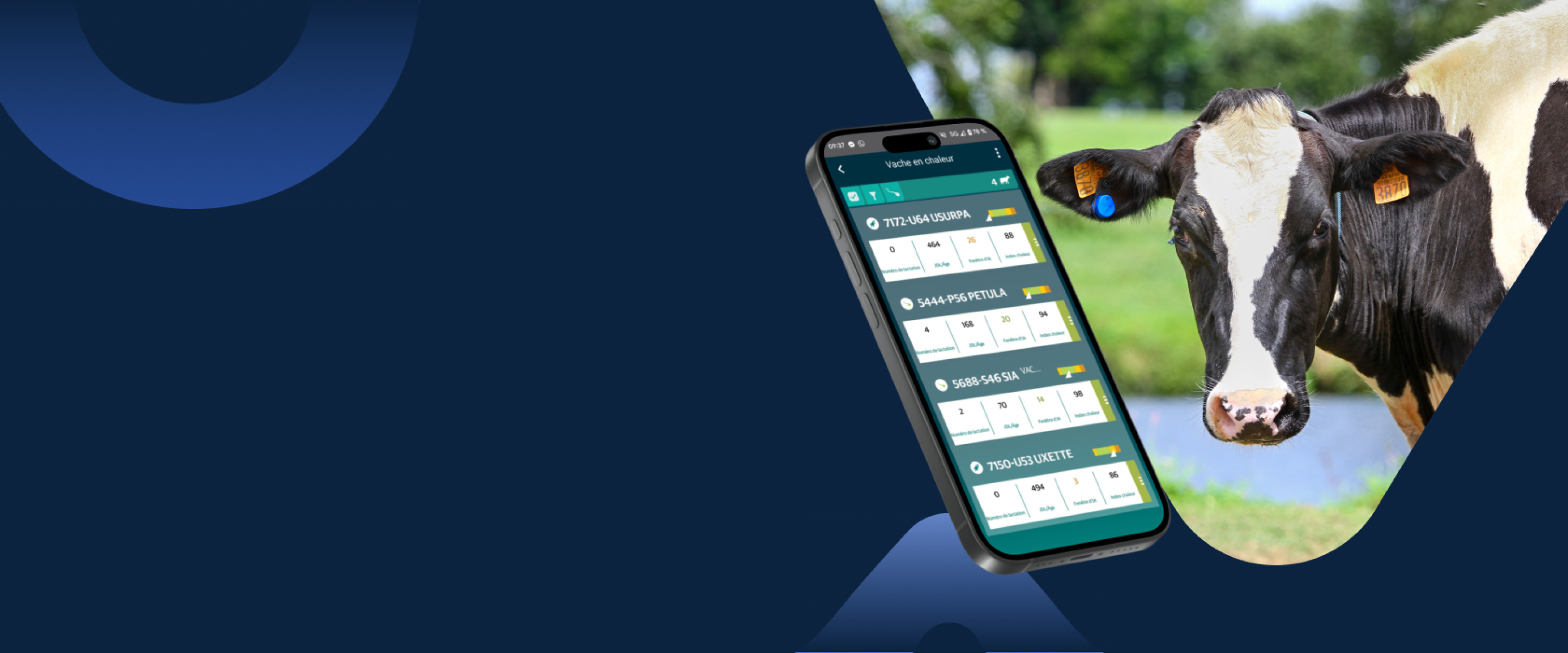 Solution de monitoring SenseHub pour bovins. Smartphone affichant l'application SenseHub avec une liste de vaches en chaleur, à côté d'une vache laitière à l'oreille équipée d'un capteur de monitoring MSD Santé Animale.