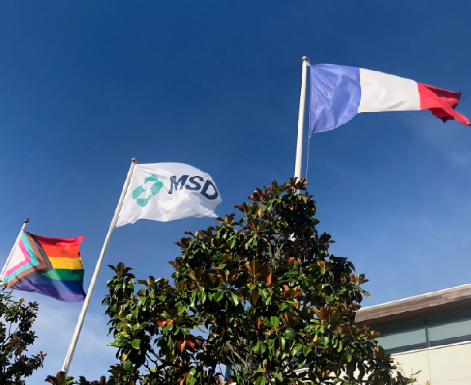 Drapeaux MSD et diversité Drapeaux flottant sous un ciel bleu devant un bâtiment MSD : drapeau de la France, drapeau blanc avec logo MSD et drapeau arc-en-ciel inclusif (Progress Pride).