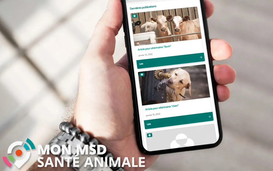 Smartphone tenu en main affichant les publications du portail vétérinaire Mon MSD Santé Animale (articles bovins et canins).