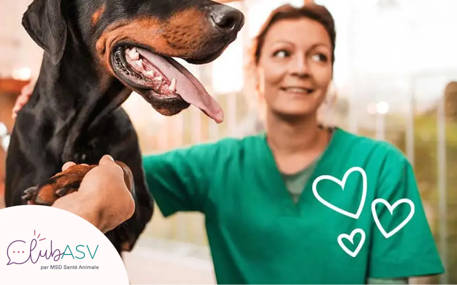 Auxiliaire Spécialisée Vétérinaire (ASV) souriante s'occupant d'un chien Doberman, avec le logo Club ASV par MSD Santé Animale.